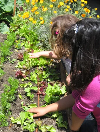 School Gardens_Students in a vegetable garden.jpg