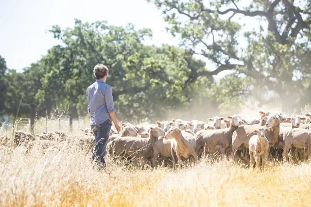 Un hombre junto a rebaño de ovejas en un pastizal.