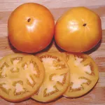 Tomato Beefsteak Persimmon - photo courtesy Territorial Seed Company