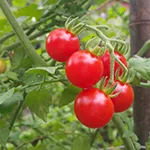 42 Day Cherry Tomato