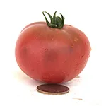 Tomato_Cherry_Mary's Cherry (dwarf)