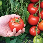 Tomato_Slicer_Estiva