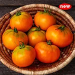 Tomato_Slicer_Mountain Sunrise