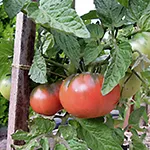 Tomato_Slicer_Wild Fred (dwarf)
