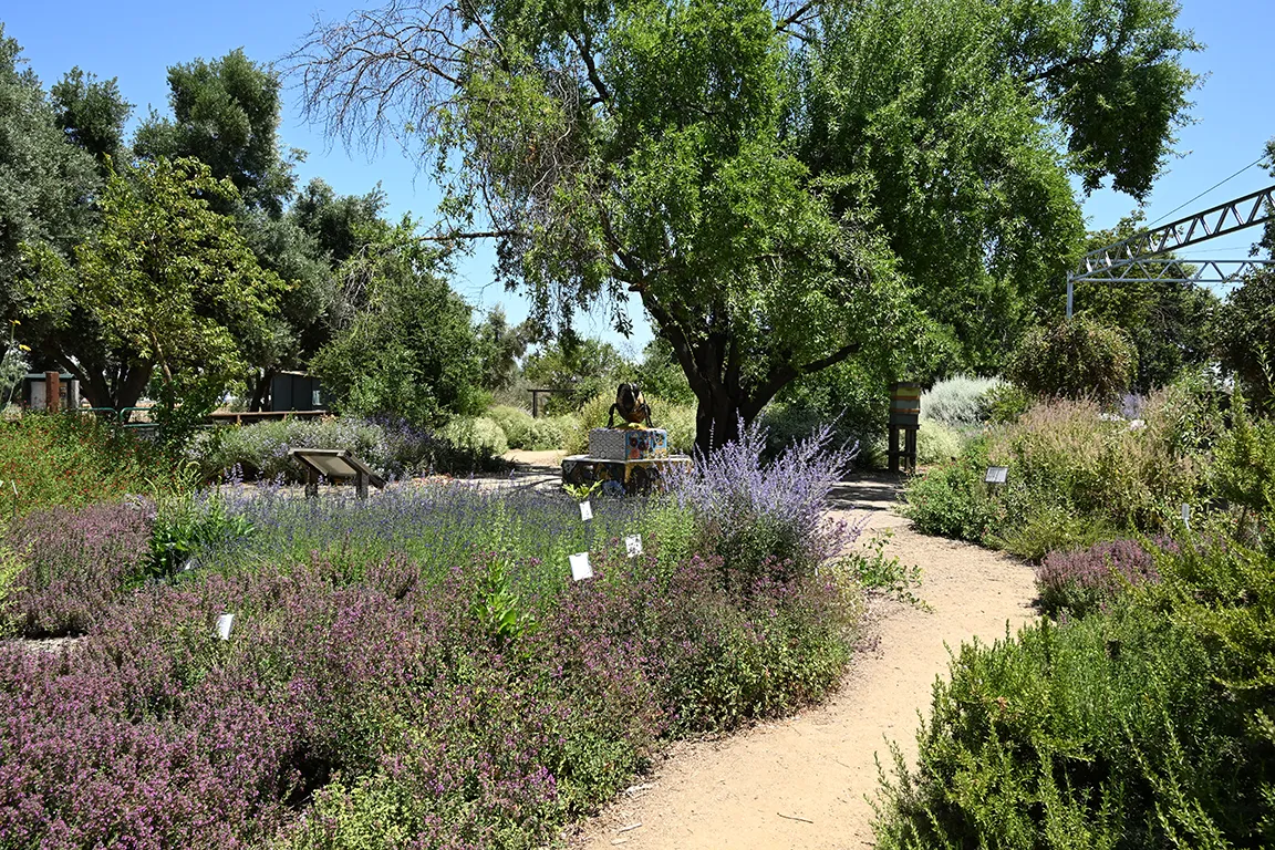 UC Davis Bee Haven on June 21, 2025 (Photo by Kathy Keatley Garvey)