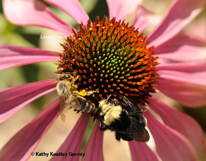 A honey bee and bumble bee sharing a purple coneflower. (Photo by Kathy Keatley Garvey)