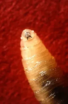 Larva amarillenta del gusano barrenador.