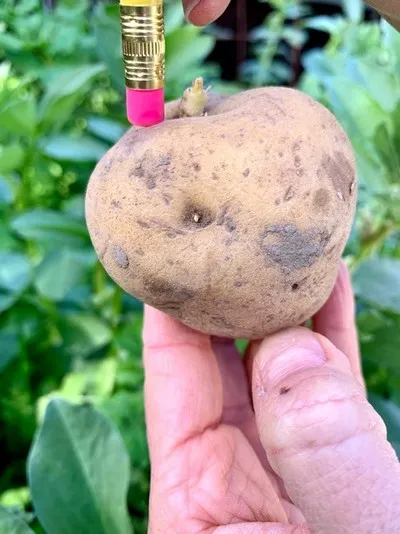 Potato in hand