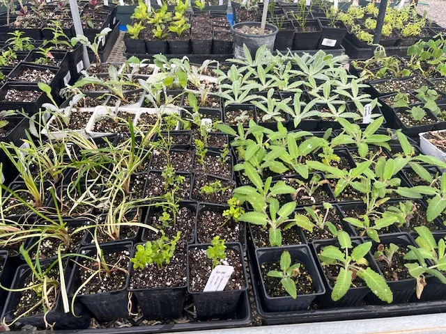 Rooted cuttings in three inch pots, growing vigorously.