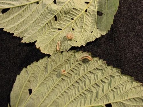 Raspberry sawfly larvae.