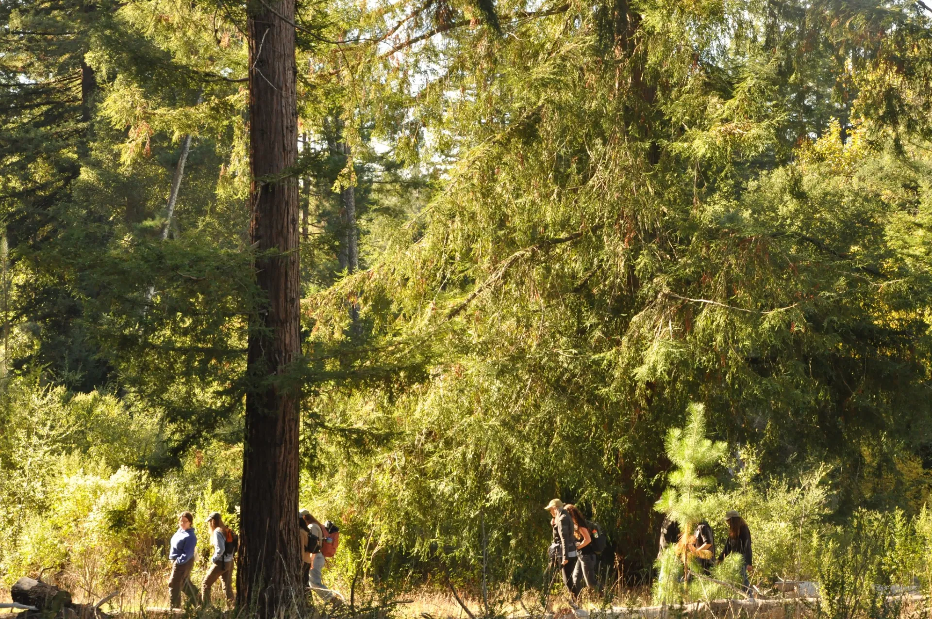 People walking in a redwood forest