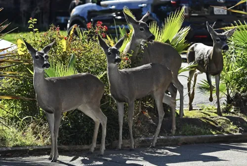 A small herd of deer stop to graze in a shopping center on Botehlo Drive in Walnut Creek, Calif., on Monday, Oct. 24, 2022