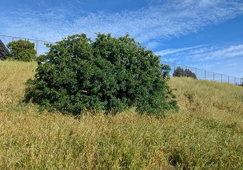 California Buckeye, Courtesy Dawn Kooyumjian