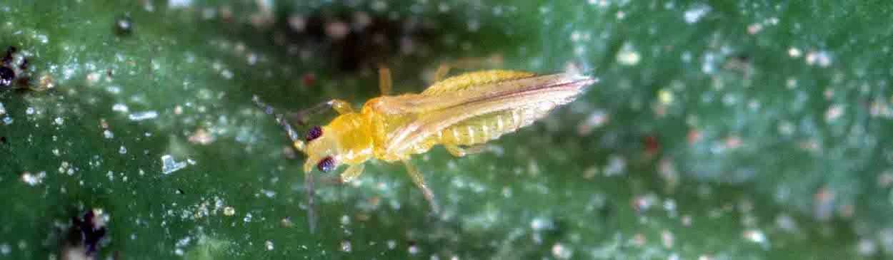 Adult citrus thrips