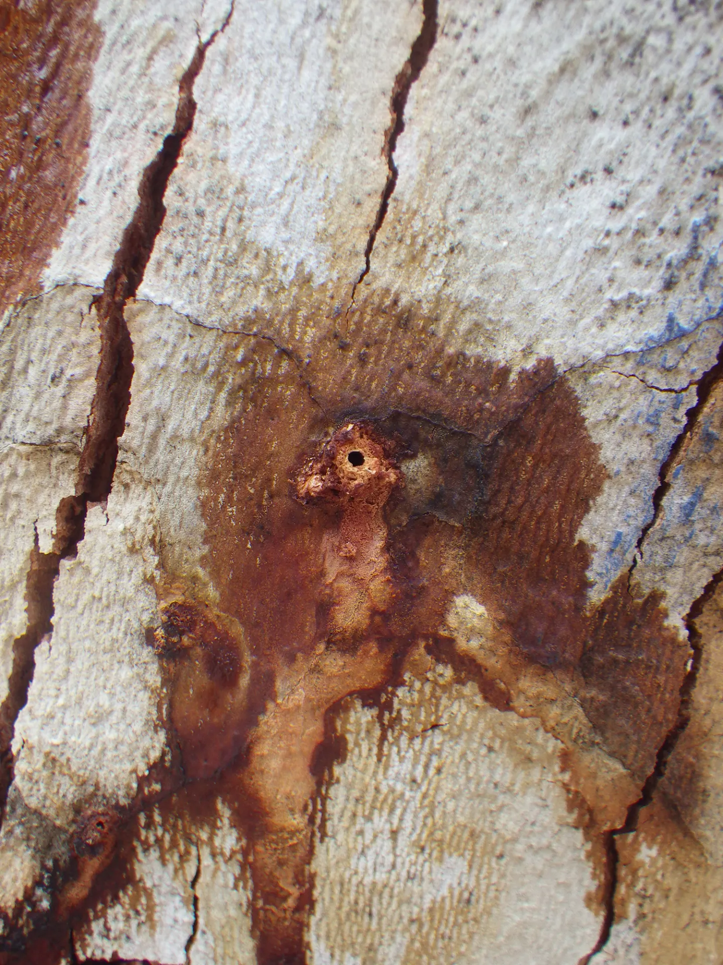 Dark staining around ISHB entry hole on California sycamore