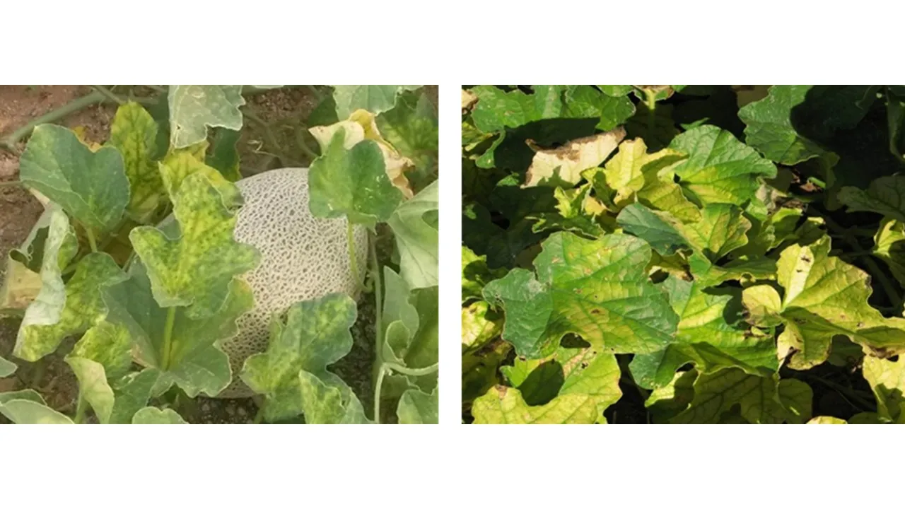 Cucurbit yellow stunting disorder virus (CYSDV) symptoms in melon.
