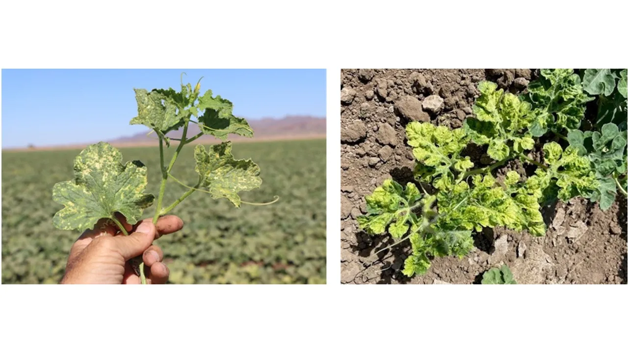 Watermelon Chlorotic Stunt Virus (WmCSV) symptoms in melon (left) and watermelon (right).