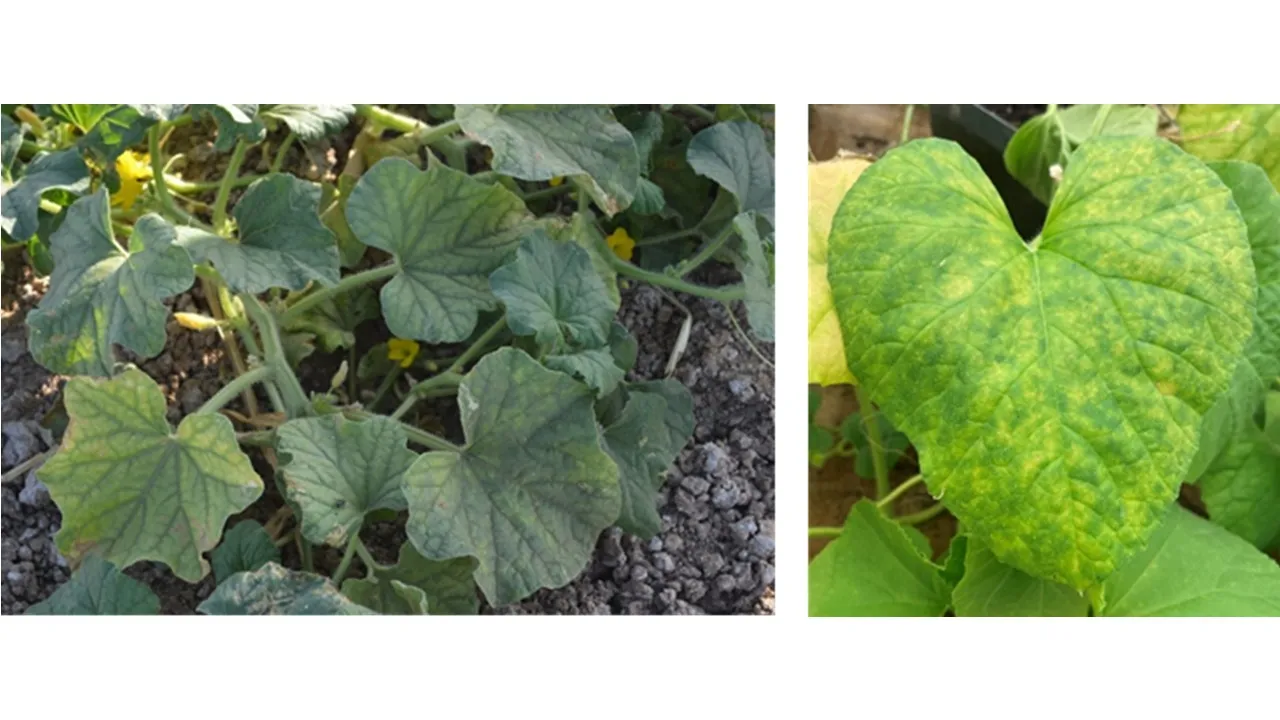 Cucurbit chlorotic yellows virus (CCYV) symptoms in melon.
