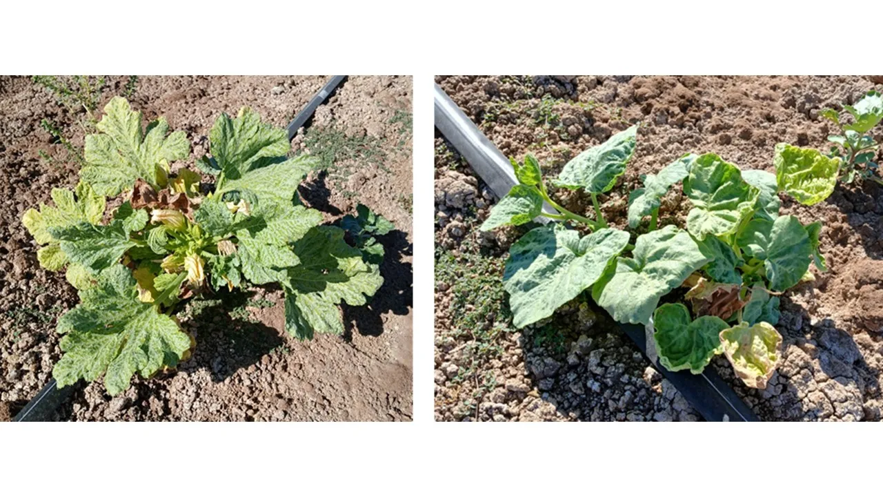 Squash leaf curl virus (SLCuV) symptoms including mottling in pumpkin (left) and upward curling and cupping in squash (right).
