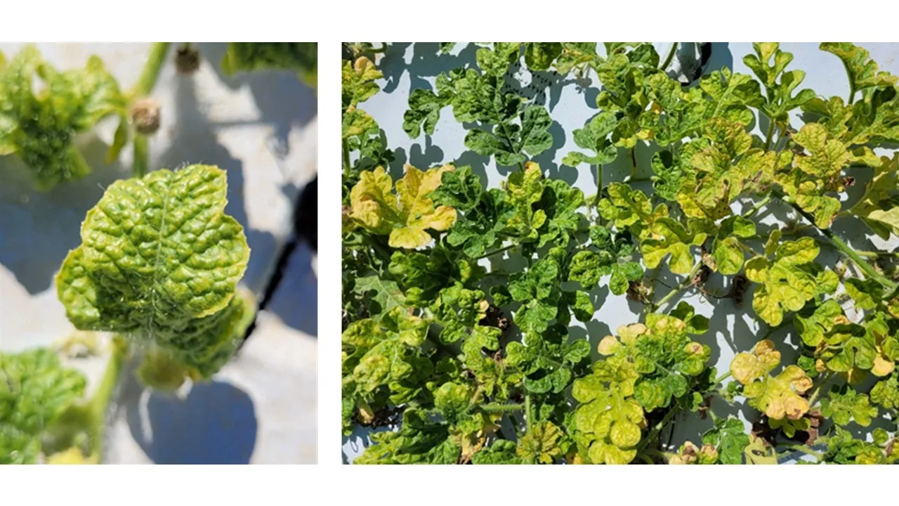 Watermelon Crinkle Leaf-associated Virus (WCLaV) in watermelon.