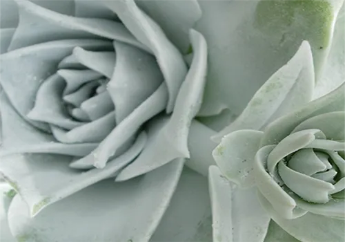 Giant Chalk Dudleya Dudleya brittonii Courtesy Dawn Kooyumjian