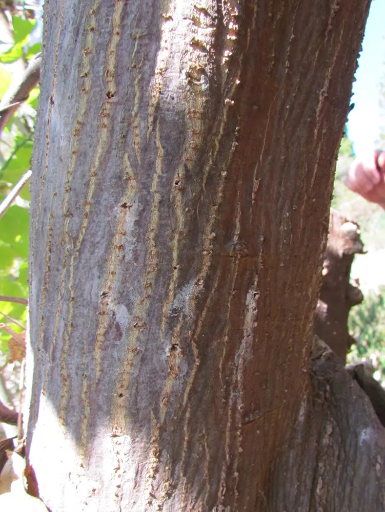 ISHB entry holes on Coral tree