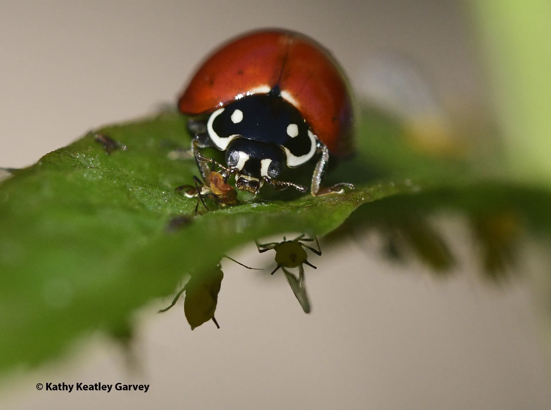 A lady beetle devouring an aphid. Lady beetles are commonly called ladybug, but they're not a true bug. They're a beetle. (Photo by Kathy Keatley Garvey)