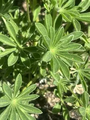 Lupinus succulentus palmately compound leaves