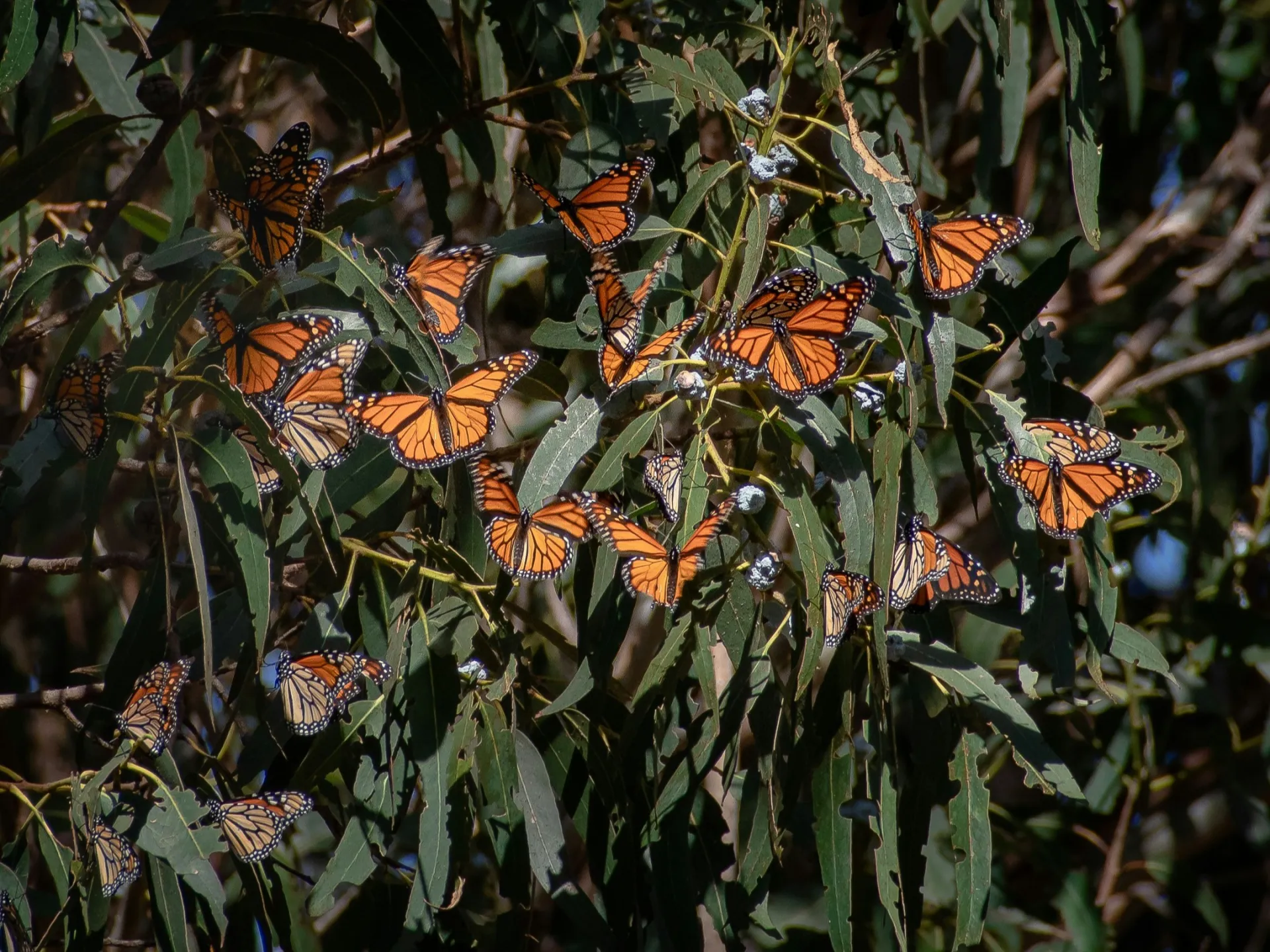 About 20 monarch butterflies, orange and black, cling to the leaves of a tree with their wings open