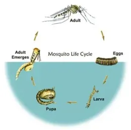 Mosquito life Cycle, courtesy UC-IPM