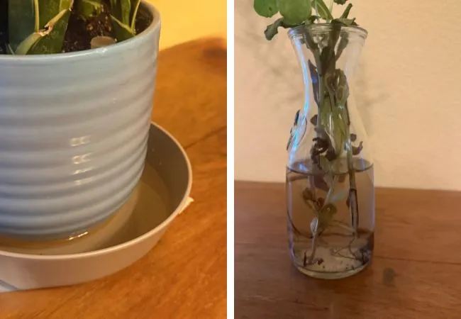 Two indoor water sources where mosquitos can breed. Plant rooting in standing water and plant saucer with standing water. 