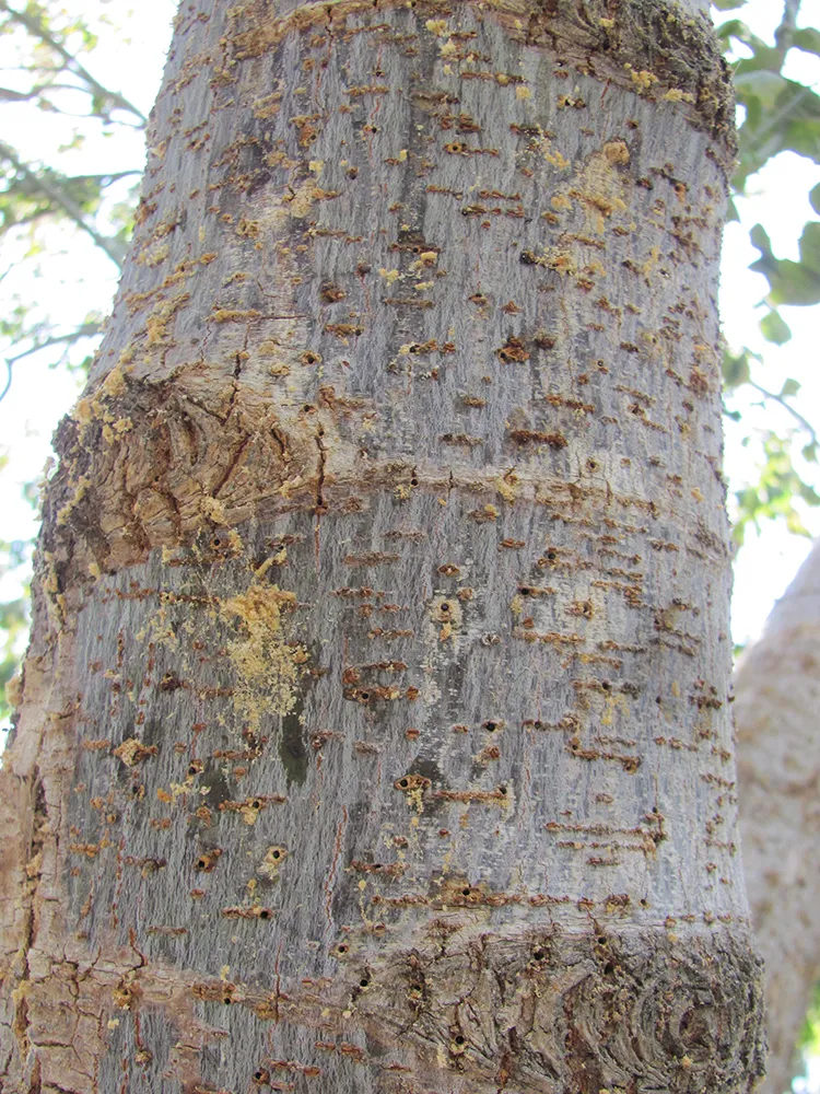 ISHB symptoms on Box elder