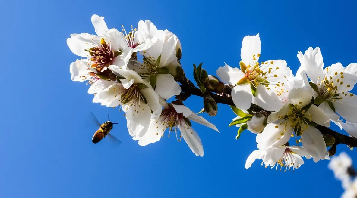 Photo of a bee hovering near blossoms on an almond tree.