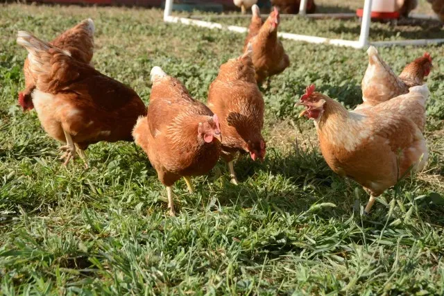 Grupo de gallinas en una área verde.
