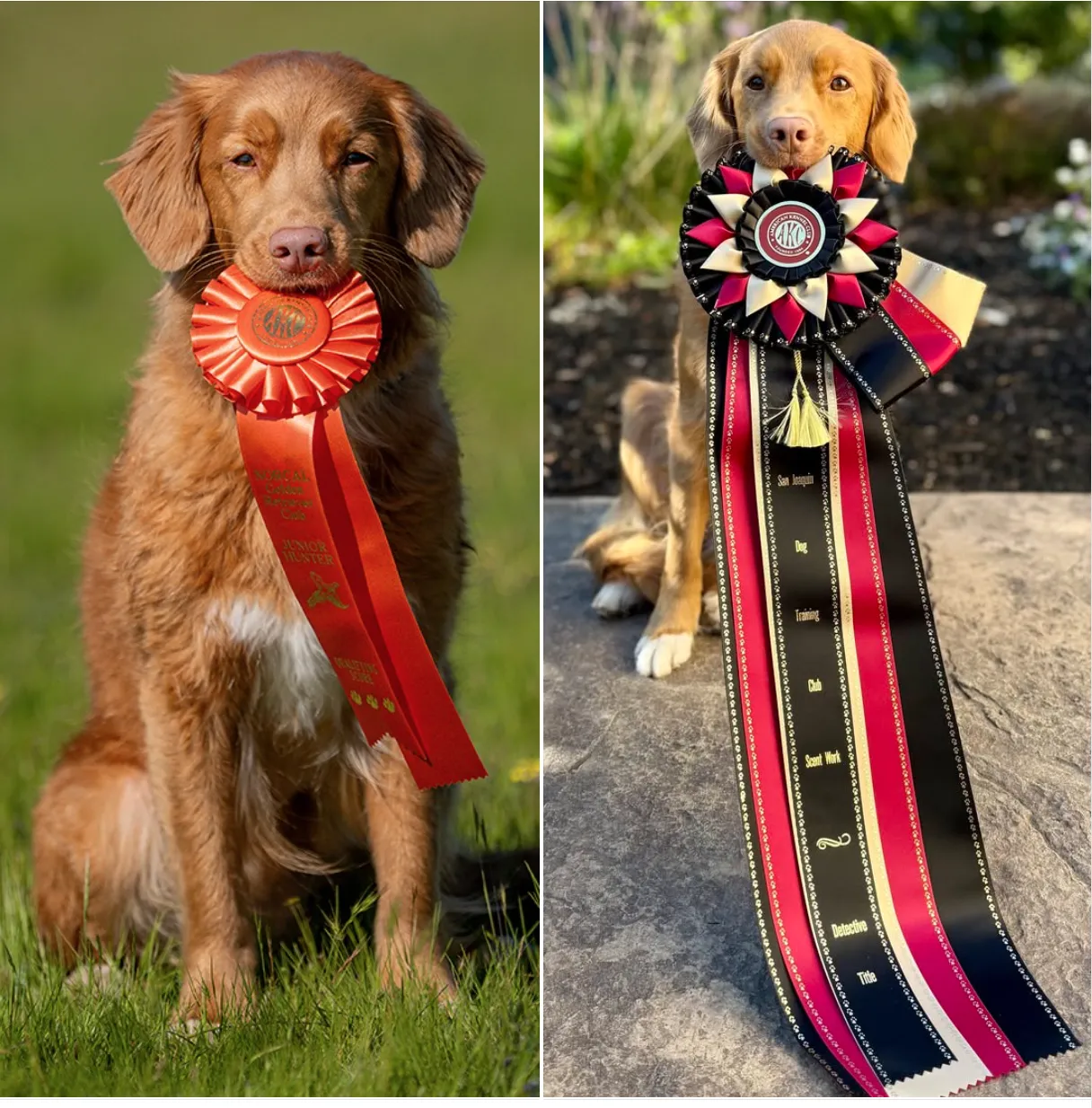 Phoebe showing her ribbons.