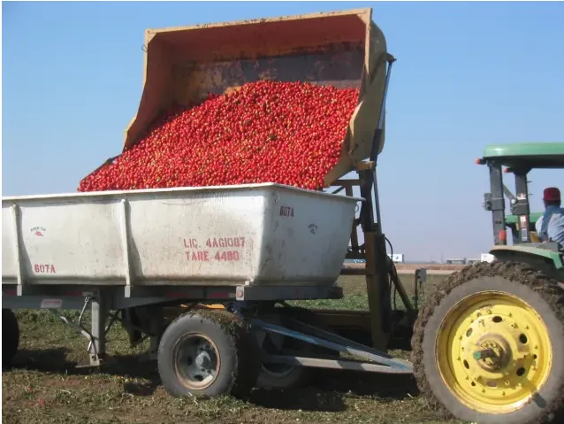 Processing tomates being dumped into a trailer being pulled by a tractor