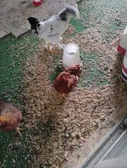 Grupo de gallinas comen alimento sobre el piso.