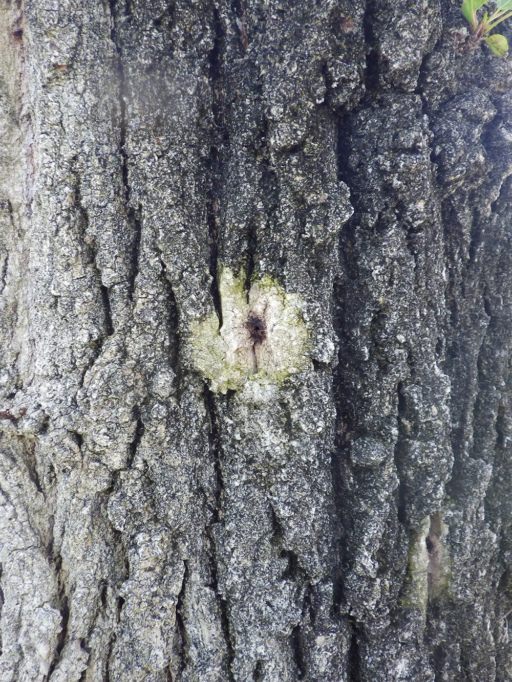Staining on Fremont cottonwood due to ISHB attacks