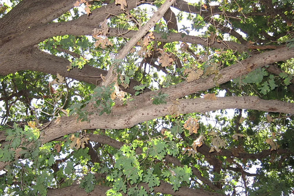 Staining from ISHB activity on heavily infested valley oak branches