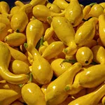 Dixie Hybrid Crookneck Summer Squash