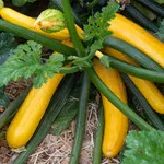 Golden Glory Summer Squash