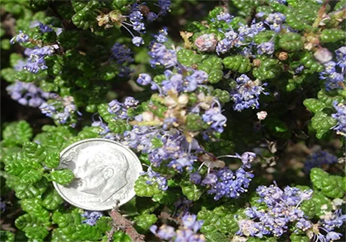 Vandenburg California Lilac_Ceonothus impressus 'Vandenburg'_Courtesy Dawn Kooyumjian