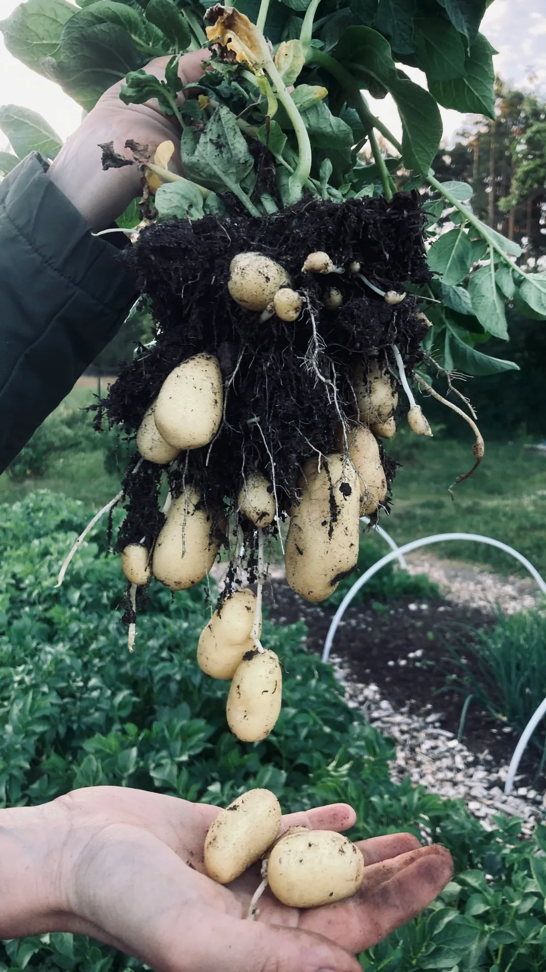 Someone holding up a potato plant with newly harvested potatoes still attached