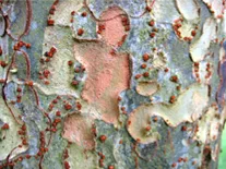 Chinese elm bark closeup highlights grey, cream, red color and little dots of red