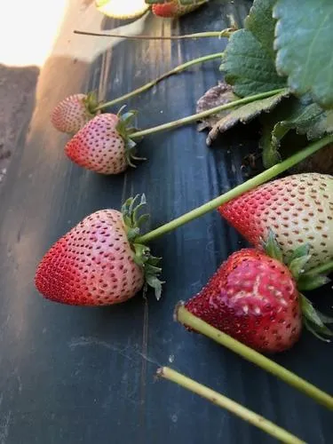 cracking of strawberry