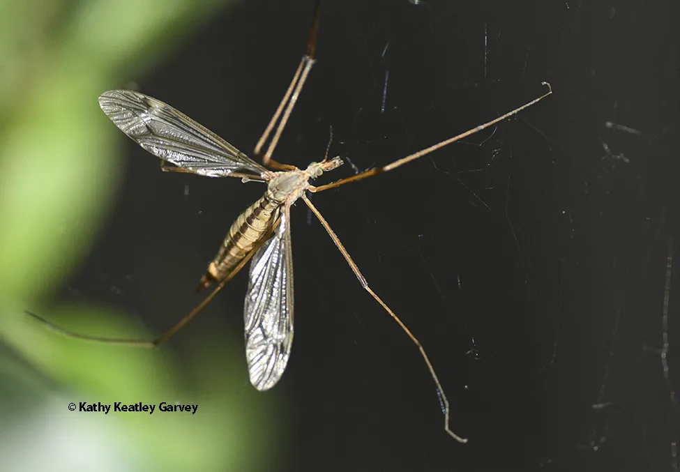 Crane fly