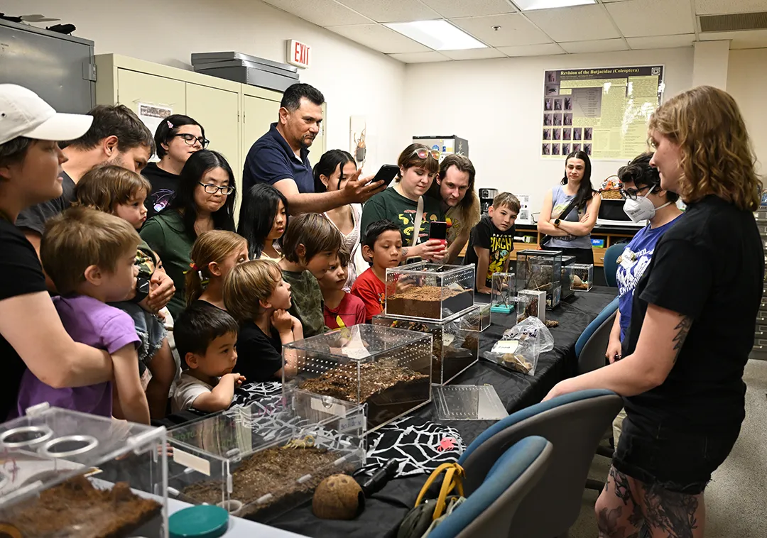 Feeding time for the arachnids at Bohart Museum of Entomology open house