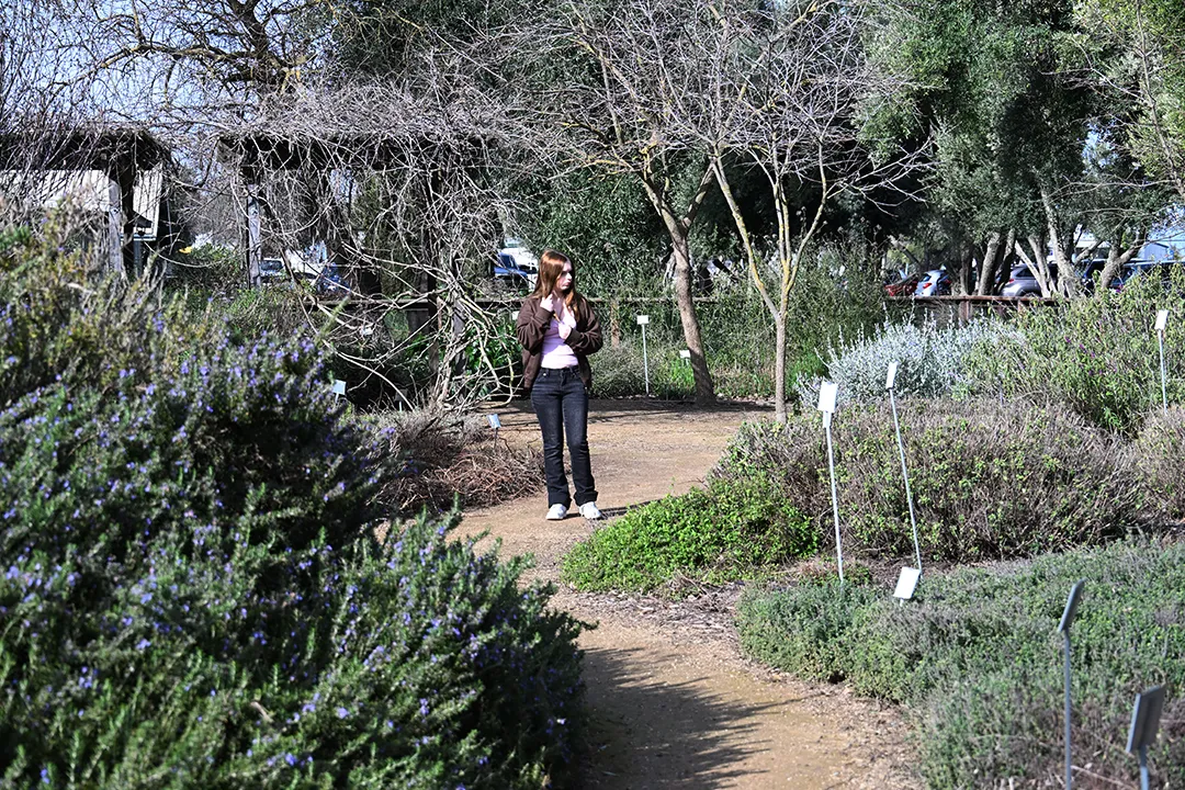 A lone figure walks through a garden