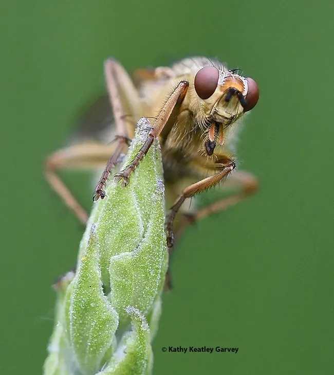 Golden dung fly by Kathy Keatley Garvey