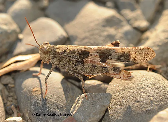 Grasshopper on rocks. (Photo by Kathy Keatley Garvey)